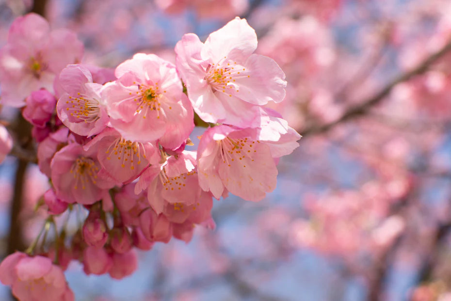 Cherry blossoms in skincare: The Japanese beauty secret that your skin